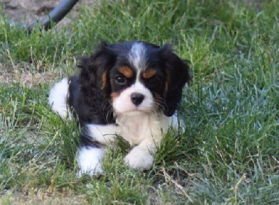 Des Petits Cigalous - Cavalier King Charles Spaniel - Portée née le 04/05/2024