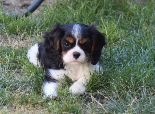 chiot Cavalier King Charles Spaniel Des Petits Cigalous