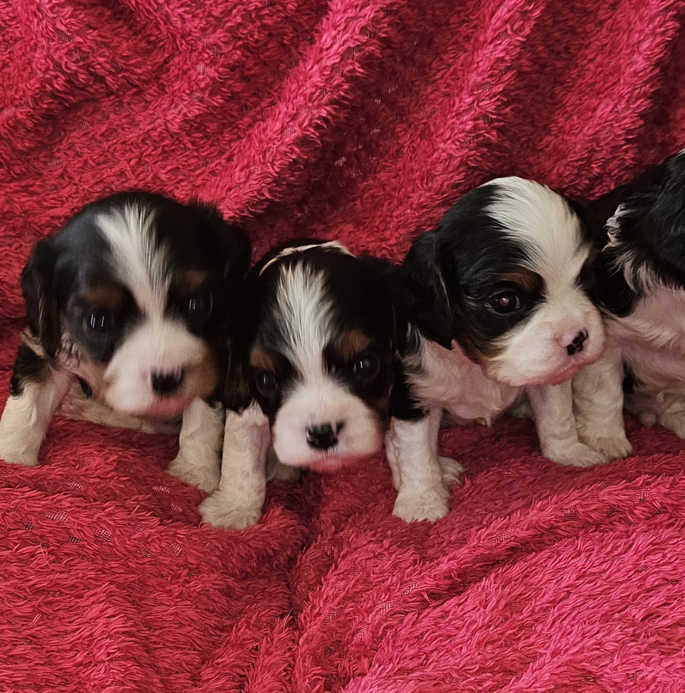 Chiot Cavalier King Charles Spaniel Des Petits Cigalous