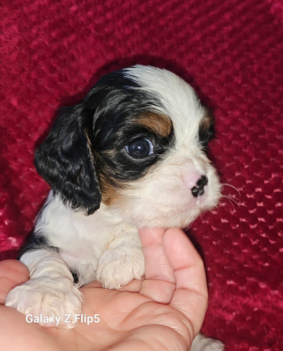 Des Petits Cigalous - Chiots disponibles - Cavalier King Charles Spaniel