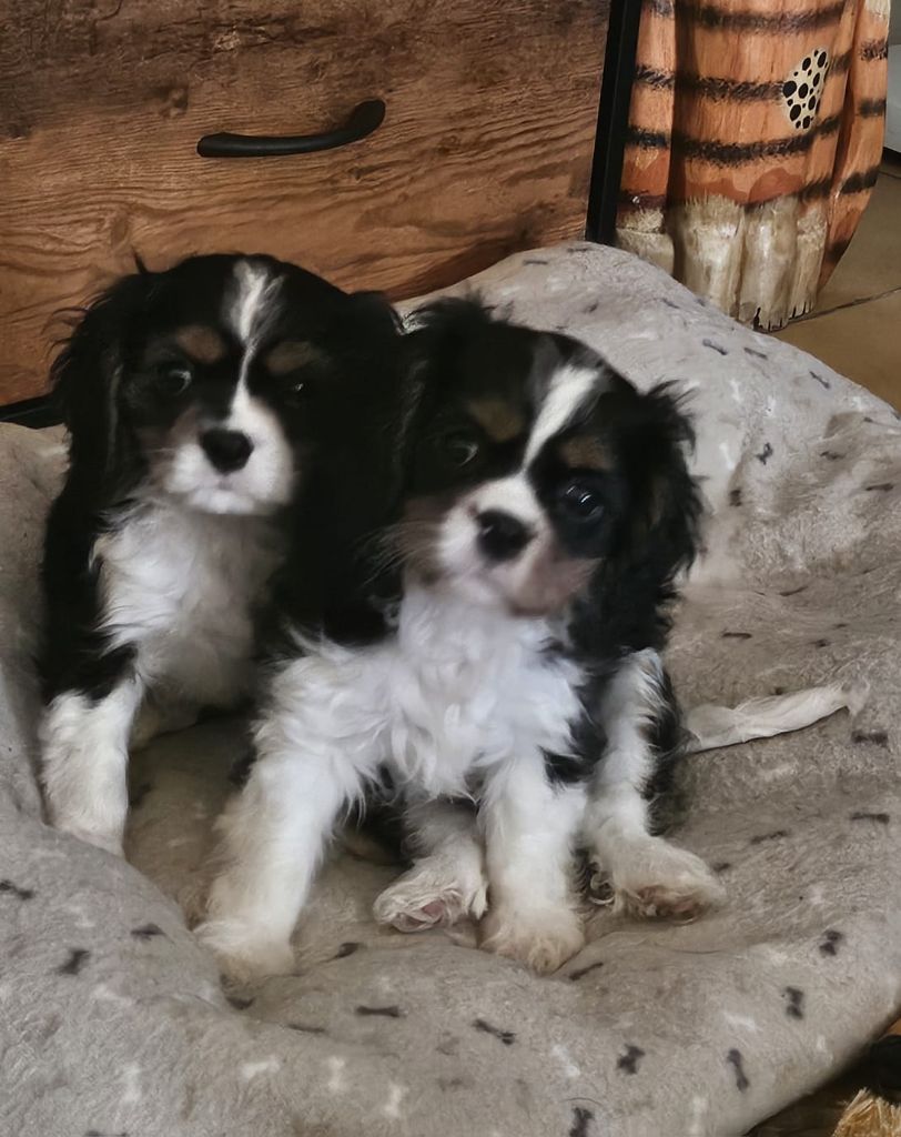 Des Petits Cigalous - Chiots disponibles - Cavalier King Charles Spaniel