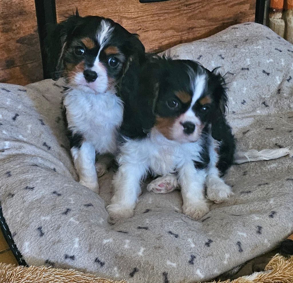 Des Petits Cigalous - Chiots disponibles - Cavalier King Charles Spaniel